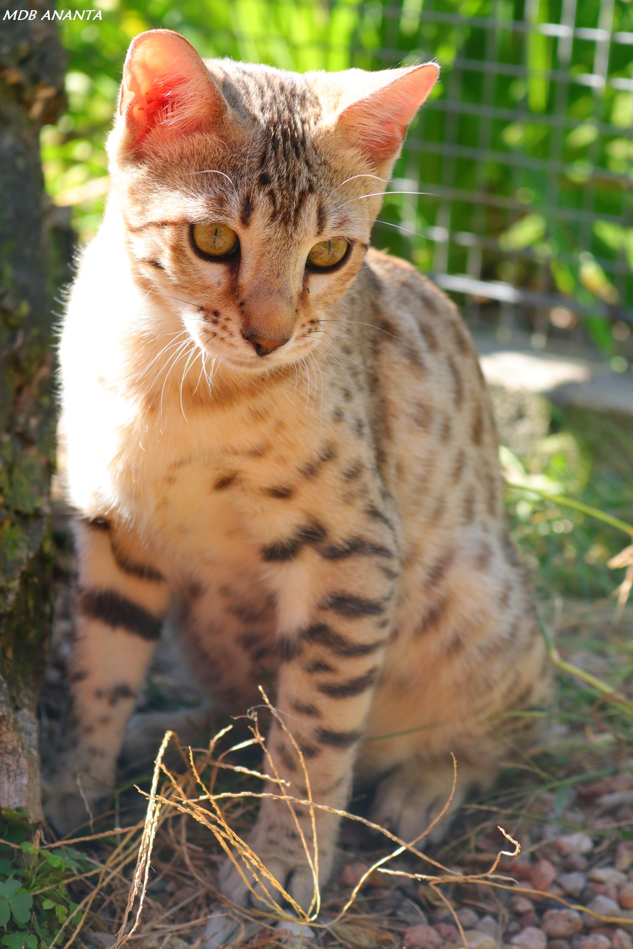 bengal brown 